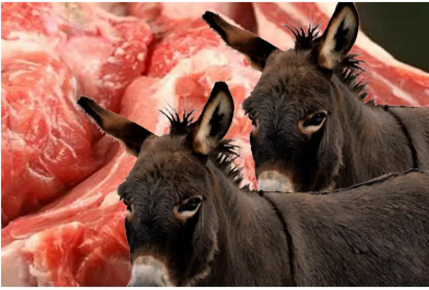 انتشار ظاهرة لحوم الحمير والكلاب يثير الجدل.. ومغاربة يربطونها بغلاء أسعار اللحوم